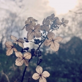 Beth Caruso - "Sun-kissed Flora” – http://www.bcaruso.com/