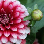 Monique L'Heureux - "Dahlia Bud” – http://www.artanddesigns.net/