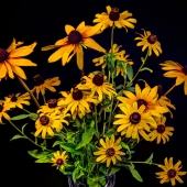 Ken Moran - "Susans” – http://www.kenmoranphotography.com/