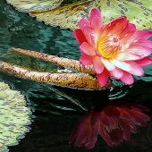 Robert Bolla - "Water Lily Reflection” – https://fineartamerica.com/profiles/robert-bolla