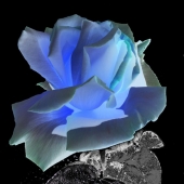 Sue Smith - "Bluey” – https://assp.suesmithphotography.com.au/