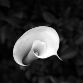 Stephanie Sheppard - "Emerging Calla Lilly” – ssdesigns53@hotmail.com