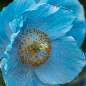 Lori Lankford - "Blue Looks Good on You!” – http://www.lorilankford.com/