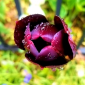 Tanya Jones - "Smiling Tulip” – voiceofmybeloved2@gmail.com