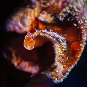 Joe Bucherer - "Hibiscus” – http://joebuchererphotography.com/