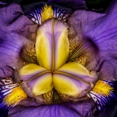 Don Jacobson - "Iris” – http://www.donjacobsonphoto.com/