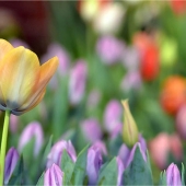 Sy Phelan - "Little Rebel” – http://www.theartofsyphelan.com/