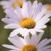 Kathy Brady - "Daisies” – http://www.wolfeyesphotography.com/