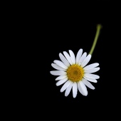 Beth Rose Goin - "Floating Daisy” – http://www.bethrose.com/