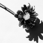 William Alsmeyer-Johnson - "Flower Shadow” – billpic@alsjohn.com