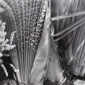 Lauren Patrell - "Date Palm #1” – http://www.lpbylp.com/