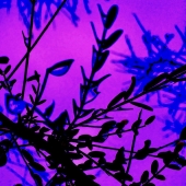 Don Porter - "Pink Dew Blue” – http://www.donporter.com/