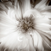 Amy Bates-Garone - "Fortitude” – http://www.amybatesphotography.com/