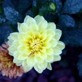 Roshni Sandhlla - "Ice” – rsandhlla282@gmail.com