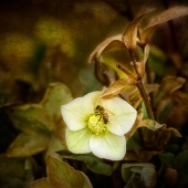 Gary Roland Hook - "Busy Bee” – http://garyrhook.com/