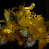 Stephen Lacy - "Flowers for Missy” – http://www.lacyfineartphoto.com/