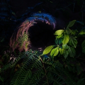 Stephen Lacy - "Cresting Fern Enso” – http://www.lacyfineartphoto.com/