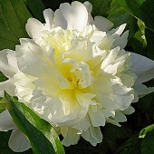 Rodney Buxton - "Double White Peony, Spring Afternoon” – https://www.artworkarchive.com/profile/rodney-buxton