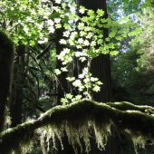 Ellen Rubinstein - "New Life from Old” – https://www.facebook.com/EllenRubinsteinNaturePhotography