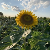 Melissa Jongkind - "Seeking the Sun” – msjongkind@outlook.com