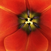 Martin Vallis - "Emotional Interior” – http://www.martinvallis.com/