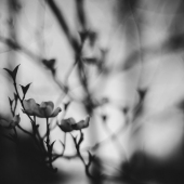 Lina Forrester - "Dogwood in the Dark” – http://www.linaforrester.com/