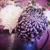 Denise McDermott - "Purple Chrysanthemum 403” – http://www.imagesbydenise.net/