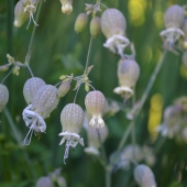 Brent Wigginton - "Campanas” – https://brent-wigginton.format.com/