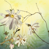 Ryn Clarke - "Star Magnolias and Beetle” – http://www.rynclarkephotography.com/