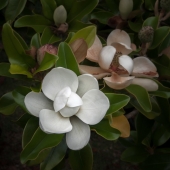 Michael Menendez - "Magnolia Blossom” – http://photoimagesbymichael.com/