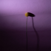 Joey Shaffer - "Euphoria Withered 3” – http://www.sadballoonphoto.com/