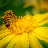 Karen Sirnick - "Pollinated” – http://www.ktsirnick.smugmug.com/