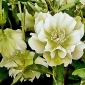 Dorothy Berry-Lound - "Beauty in a Lenten Rose” – https://dorothyberryloundart.com/