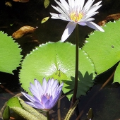 Jim Bob Swafford - "The Lilies of Cancun” – https://site-4102217-4383-3022.mystrikingly.com/