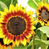 Diane Sanderson - "Sunflowers” – http://www.dianesanderson.mysite.com/