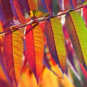 Martha Nance - "Sumac in fall, Unedited!” – marthanance59@gmail.com