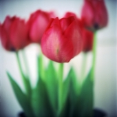 Suzanne Neal - "Untitled” – suzanneneal@iprimus.com.au