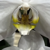 Brian Hallas - "Fiori Immaginati 05” – https://brianhallas.myportfolio.com/