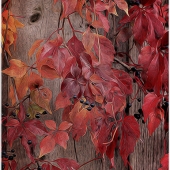 .  John Pingree - "Berries” – https://www.flickr.com/photos/jpingree