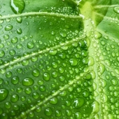 Bonnie Rosenstock - "Rain on Leaf” – http://www.artwanted.com/bonniesphotos