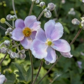 Morgan Kramlich - "Blooming” – https://www.instagram.com/_1modesign_/