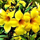 Garret Demarest - "Golden Trumpets” – http://www.innervigorations.com/