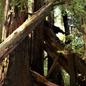 Garret Demarest - "The Way of the Giants” – http://www.innervigorations.com/