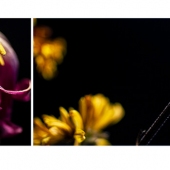 Lauren Jaffe - "Untitled 2” – http://www.laurenjaffephotography.com/