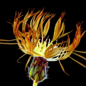 Tony Mills - "Cornflower No.6” – http://www.photoartbytonymills.com/