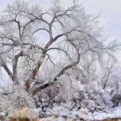 Wayne King - "Cottonwood Winter” – http://www.waynedking.com/