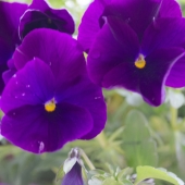 Chaeyeon Son - "Blurry Purple” – tcodus325@gmail.com