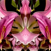 Dick and Rosanne - "Lily Series #5” – https://www.dickandrosanne.com/