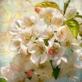 7th-Place-OA-108-pd.-Shelley-Benjamin-Cherry-Blossoms-b