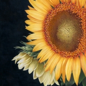 3rd Place – Pauline Clay - "Sunflowers” – www.paulineclay.com